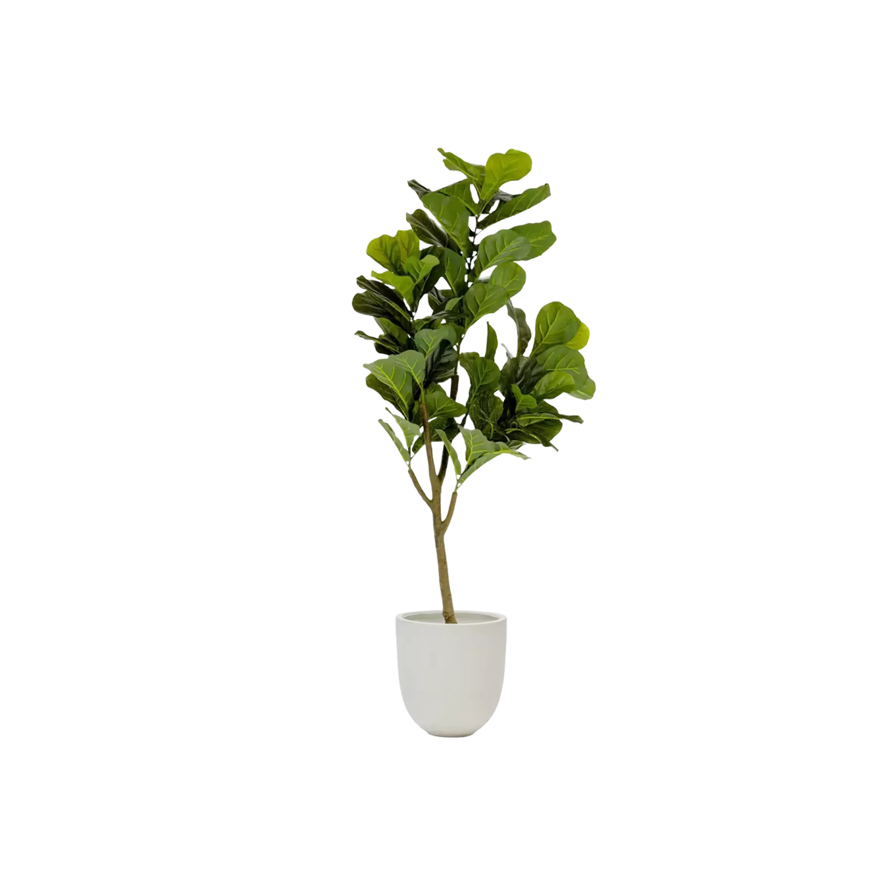 Olivier d'intérieur torsadé dans un cache-pot en terre cuite artisanale. Son feuillage argenté persistant et sa silhouette méditerranéenne apportent chaleur et authenticité à tout intérieur contemporain, créant un lien organique avec la nature.