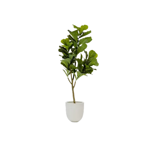 Olivier d'intérieur torsadé dans un cache-pot en terre cuite artisanale. Son feuillage argenté persistant et sa silhouette méditerranéenne apportent chaleur et authenticité à tout intérieur contemporain, créant un lien organique avec la nature.
