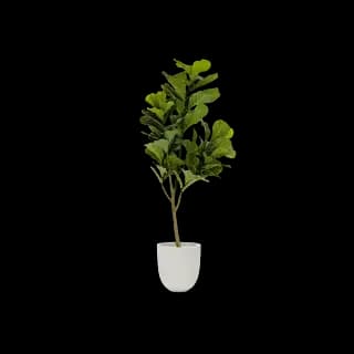 Plante décorative